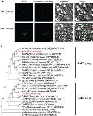 Tung tree stearoyl‐acyl carrier protein Δ9 desaturase improves oil content and cold resistance of Arabidopsis and Saccharomyces cerevisiae